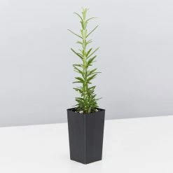 Hedge Shrubs Rosemary Tuscan Blue