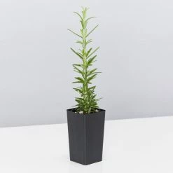 Shrubs The Edible Plants Pack 19 Shrubs The Edible Plants Pack