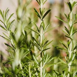 Shrubs The Edible Plants Pack 20 Shrubs The Edible Plants Pack