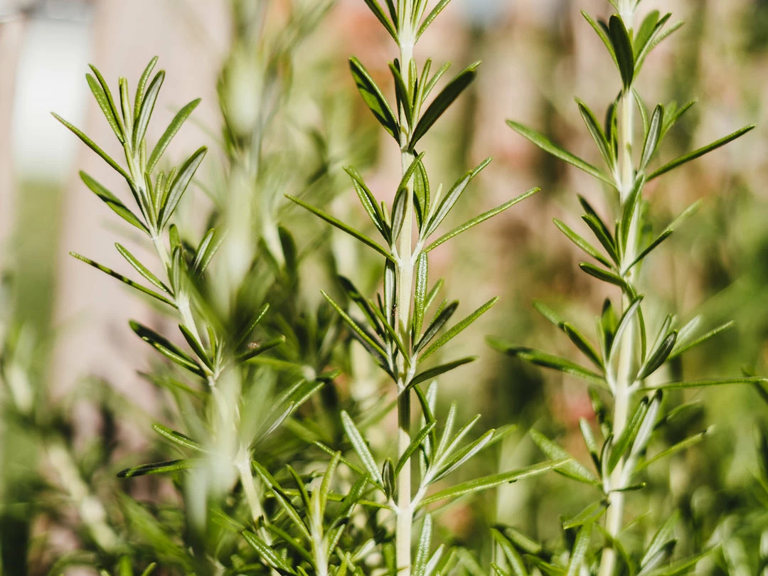 Shrubs The Edible Plants Pack 8 Shrubs The Edible Plants Pack