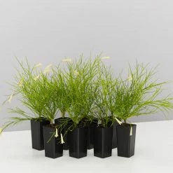 Shrubs Full Sun Russelia 'Lemon Falls'