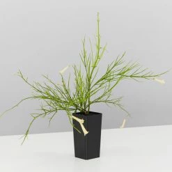 Shrubs Outdoor Assorted Hanging Plants Plant Packs