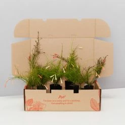 Shrubs Russelia "Falls" Mixed Box