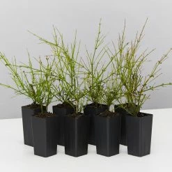 Shrubs Ground Covers Russelia Equisetiformis Ruby Falls Cascading Evergeen Shrub