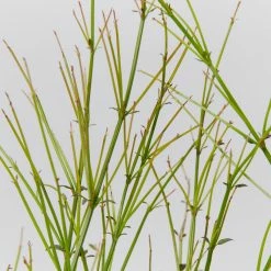 Shrubs Ground Covers Russelia Equisetiformis Ruby Falls Cascading Evergeen Shrub