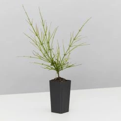 Shrubs Ground Covers Russelia Equisetiformis Ruby Falls Cascading Evergeen Shrub