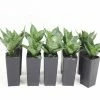 Succulents Sansevieria Dwarf Full Sun