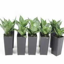 Succulents Sansevieria Dwarf Full Sun