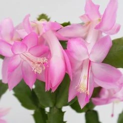 Pot + Plant Gift Box Ground Covers Schlumbergera Truncata - Pot + Plant + Soil