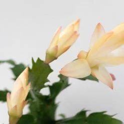 Pot + Plant Gift Box Ground Covers Schlumbergera Truncata - Pot + Plant + Soil