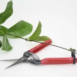 Gifts Long Nose Snips