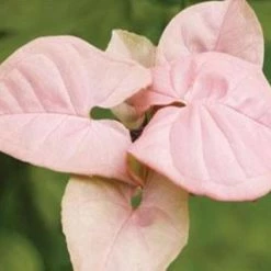 Indoor Garden Syngonium Podophyllum Red Heart 85mm Syngoniums