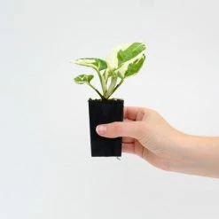 Indoor Garden Epipremnum Aureum Pothos Snow Queen