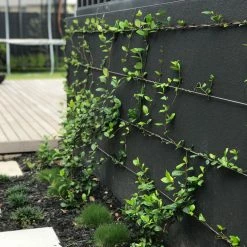 Hedge Star Jasmine Hedging Or Ground Cover Pack Hedging Plants 18 Hedge Star Jasmine Hedging Or Ground Cover Pack Hedging Plants