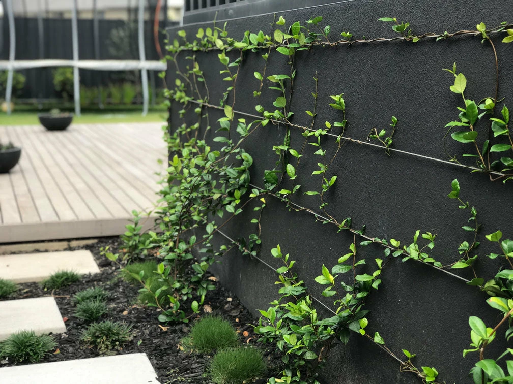 Hedge Star Jasmine Hedging Or Ground Cover Pack Hedging Plants 10 Hedge Star Jasmine Hedging Or Ground Cover Pack Hedging Plants