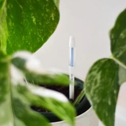 Sustee Houseplant 'when To Water Device' Sustee Watering Device