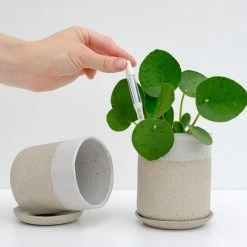 Sustee Houseplant 'when To Water Device' Sustee Watering Device