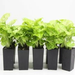 Indoor Garden Syngonium Golden Illusion Syngoniums