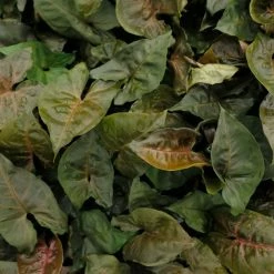 Indoor Garden Syngonium Podophyllum Bronze With Pot Option Easy Care Plants