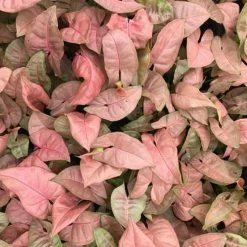 Indoor Garden Syngonium Neon - 85mm