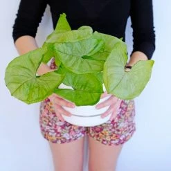 Indoor Garden Syngoniums Syngonium Podophyllum Roxana - 85mm