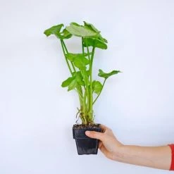 Indoor Garden Syngoniums Syngonium Podophyllum Roxana - 85mm