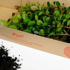 Hedge Syzygium Elite Shrubs 11 Hedge Syzygium Elite Shrubs