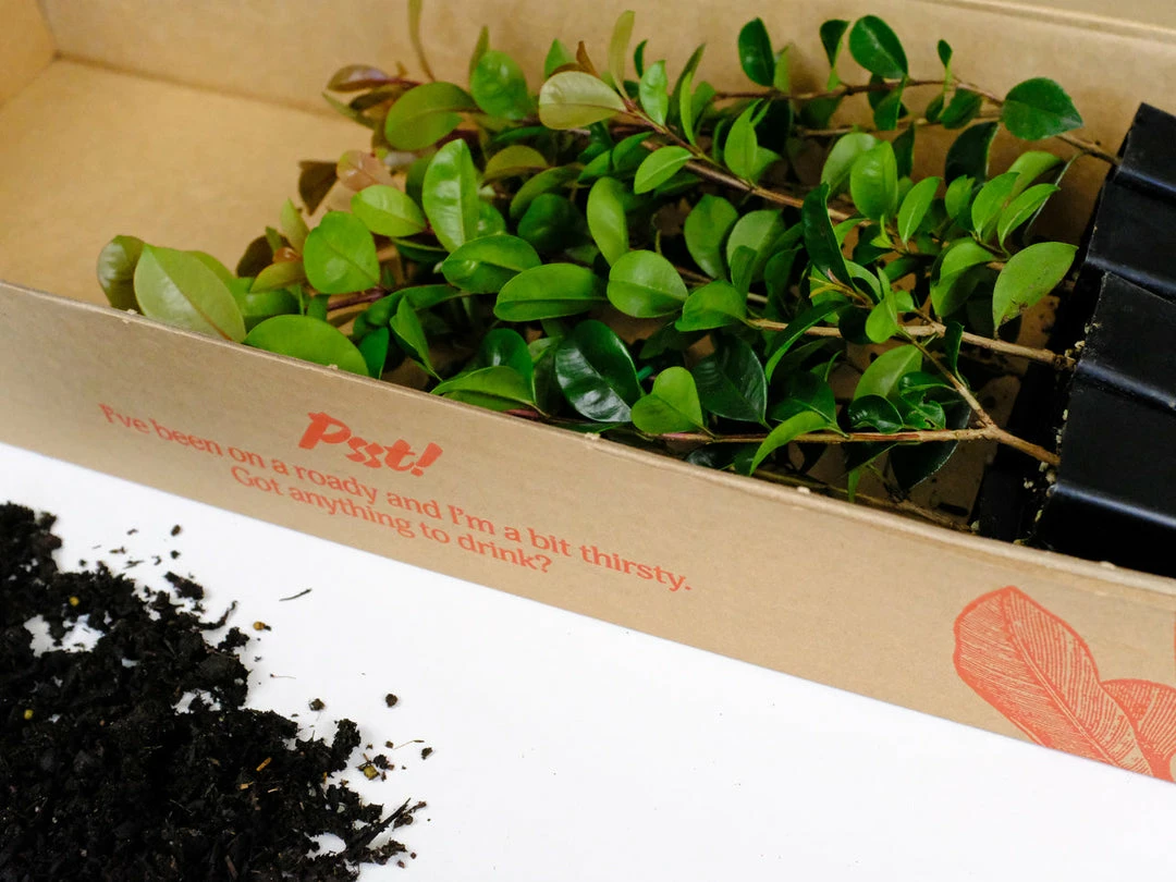 Hedge Syzygium Elite Shrubs 6 Hedge Syzygium Elite Shrubs