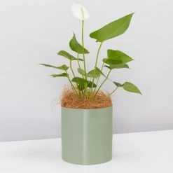Urban Eden Sage Vessel + Potted Plant