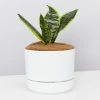 Pot + Plant Gift Box Border Plants Sansevieria Trifasciata Superba - Plant + Pot + Soil