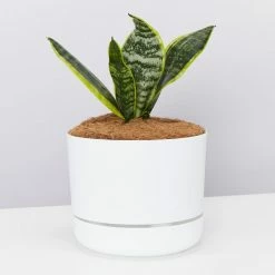 Pot + Plant Gift Box Border Plants Sansevieria Trifasciata Superba - Plant + Pot + Soil