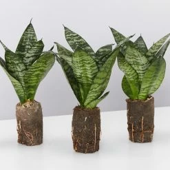 Indoor Garden Sansevieria Trifasciata Green Hahnii Paper Pots