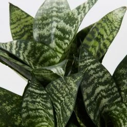 Indoor Garden Sansevieria Trifasciata Green Hahnii Paper Pots
