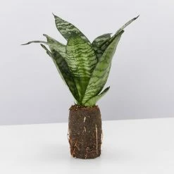 Indoor Garden Border Plants Mixed Pack Of Sansevieria In Paper Pots