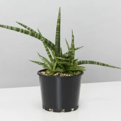 Pot + Plant Gift Box Air Purifying Sansevieria Crazy - Pot + Plant + Soil