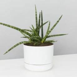 Pot + Plant Gift Box Air Purifying Sansevieria Crazy - Pot + Plant + Soil