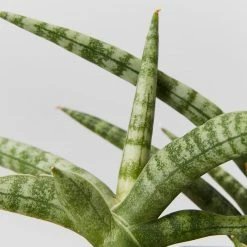 Indoor Garden Sansevieria Cylindrica Snake Plants