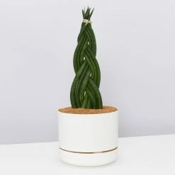 Indoor Garden Pool Friendly Plants Sansevieria Cylindrica Snake Plants 15 Indoor Garden Pool Friendly Plants Sansevieria Cylindrica Snake Plants