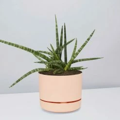 Pot + Plant Gift Box Air Purifying Sansevieria Crazy - Pot + Plant + Soil