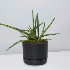 Pot + Plant Gift Box Air Purifying Sansevieria Crazy - Pot + Plant + Soil