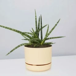 Pot + Plant Gift Box Air Purifying Sansevieria Crazy - Pot + Plant + Soil