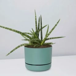 Pot + Plant Gift Box Air Purifying Sansevieria Crazy - Pot + Plant + Soil