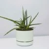 Pot + Plant Gift Box Air Purifying Sansevieria Crazy - Pot + Plant + Soil
