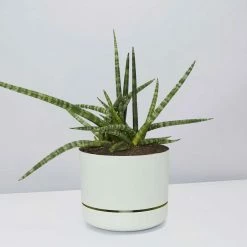 Pot + Plant Gift Box Air Purifying Sansevieria Crazy - Pot + Plant + Soil