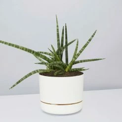 Pot + Plant Gift Box Air Purifying Sansevieria Crazy - Pot + Plant + Soil