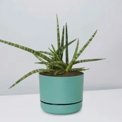 Pot + Plant Gift Box Air Purifying Sansevieria Crazy - Pot + Plant + Soil
