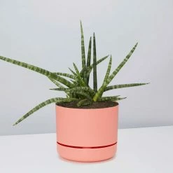 Pot + Plant Gift Box Air Purifying Sansevieria Crazy - Pot + Plant + Soil