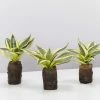 Indoor Garden Border Plants Sansevieria Trifasciata Golden Hahnii In Paper Pots