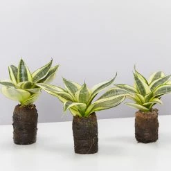 Indoor Garden Border Plants Sansevieria Trifasciata Golden Hahnii In Paper Pots