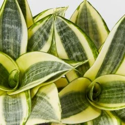 Succulents Snake Plants Sansevieria Trifasciata Golden Hahnii - Pot + Plant + Soil